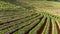 Strawberry plantation on the mountain hill, Rows of organic strawberry plants, Green nature strawberry farm, Strawberry Plantation