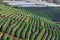 Strawberry plantation organic agricultural field doi angkhang ch