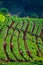 Strawberry plantations in the morning have a sea of fog Ang Khang Chiang Mai Thailand January 13, 2019