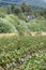 Strawberry planting at the foot of a mountain