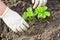 Strawberry planting in the garden