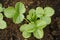 Strawberry plants