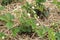 Strawberry plants with blossoms in the straw