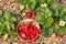 Strawberry plants with bowl of freshly picked strawberries