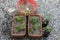 Strawberry plants cultivated in a clay pots