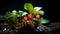 Strawberry Plants In Dark Water: A Miki Asai-inspired Photography With Softbox Lighting And Sharp Focus