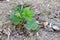 Strawberry plants germinating slowly in the spring months