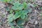 Strawberry plants germinating slowly in the spring months