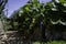 Strawberry plants growing in a raised bed in a garden with unripened fruit