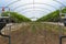 Strawberry plants in a modern greenhouse with raised beds on she