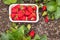 Strawberry plants in organic garden with freshly picked ripe strawberries in cardboard punnet