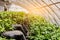 Strawberry plants planted in a sustainable greenhouse