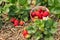 Strawberry plants with ripe strawberries, flowers and bowl of strawberries