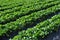 Strawberry plants rows