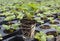 A strawberry plug plant ready to be planted