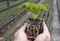 A strawberry plug plant ready to be planted