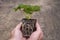 A strawberry plug plant ready to be planted