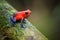 Strawberry Poison-Dart Frog