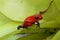 Strawberry Poison Dart Frog  837569