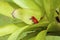 Strawberry Poison Dart Frog  840246