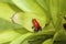 Strawberry Poison Dart Frog  840248