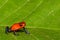 Strawberry Poison Dart Frog