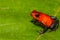 Strawberry Poison Dart Frog