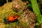 Strawberry Poison Dart Frog