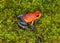 Strawberry poison dart frog, cahuita, costa rica blue jeans