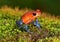 Strawberry poison dart frog, cahuita, costa rica blue jeans