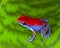 Strawberry poison frog