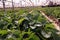 Strawberry  in production greenhouse, soil mulching