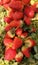 Strawberry red garden-strawberry plant fresh fruit food whole ripe fleshy juicy strawberries fraise fresa morango image photo