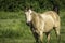 Strawberry Roan Horse Standing