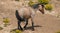 Strawberry Roan Wild Horse Stallion in the Pryor Mountains Wild Horse Range on the border of Wyoming in the United States