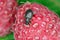 Strawberry root weevil - Otiorhynchus ovatus latin name in the raspberry fruit.  It is a species of weevils.