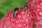 Strawberry root weevil - Otiorhynchus ovatus latin name in the raspberry fruit.  It is a species of weevils.