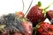 Strawberry rot, Rotten fruit, fruit moldy, Rotten fruit in a bow