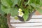 Strawberry`s blossoming white potted plant.