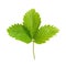 Strawberry\'s green leaf