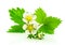 Strawberry\'s leaf and blossom