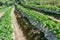 Strawberry seed on the farm.