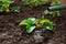 Strawberry seedling grows in the ground. Watering rows of strawberries