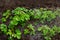 Strawberry seedling grows in the ground. Watering rows of strawberries