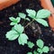 Strawberry seedlings