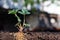 Strawberry seedlings