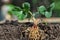 Strawberry seedlings