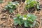 Strawberry seedlings growing on straw in garden