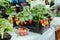 Strawberry seedlings plants in box at farmers market, garden shop. Strawberry seedlings in the garden