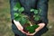 Strawberry seedlings in pot in the hands of a farmer, ready to plant in the garden. Preparation for planting, growing natural